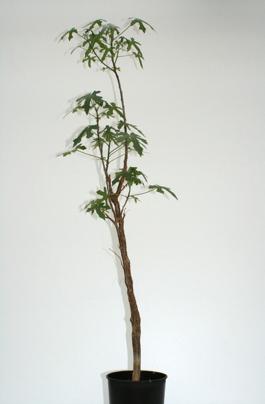 jatropha madagaskar 110cm 3670