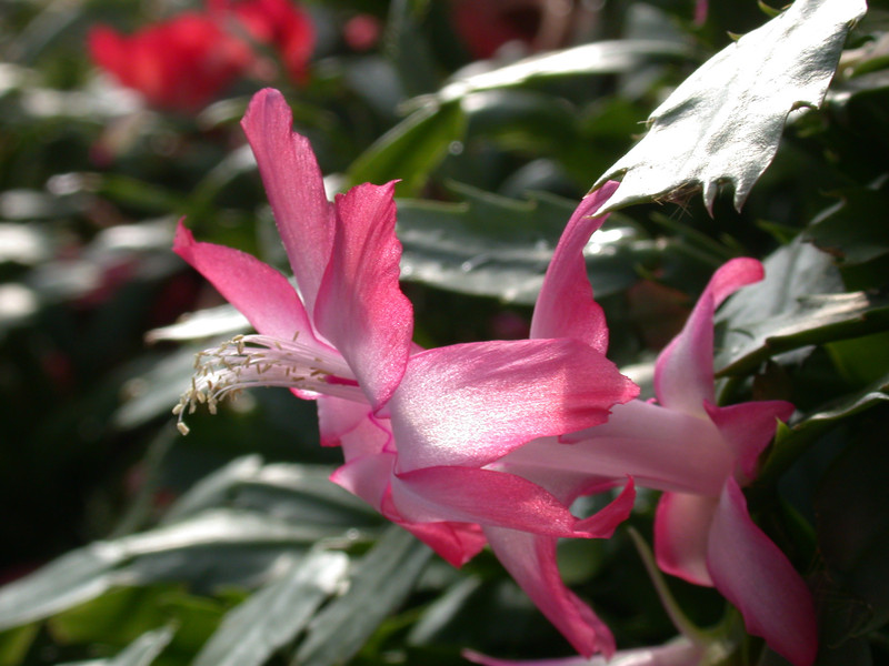 schlumbergera roman candle 02