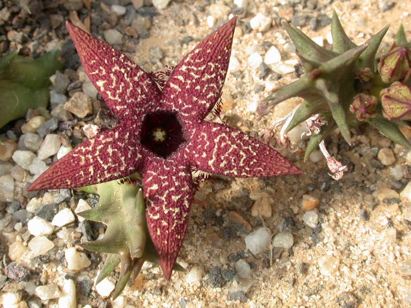 orbeopsis gerstneri elongata 01