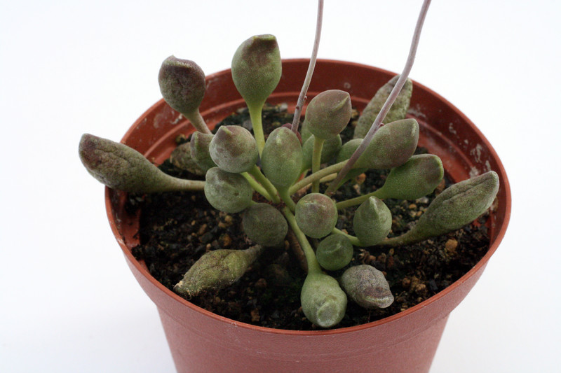 adromischus cristatus schoenlandii 0095