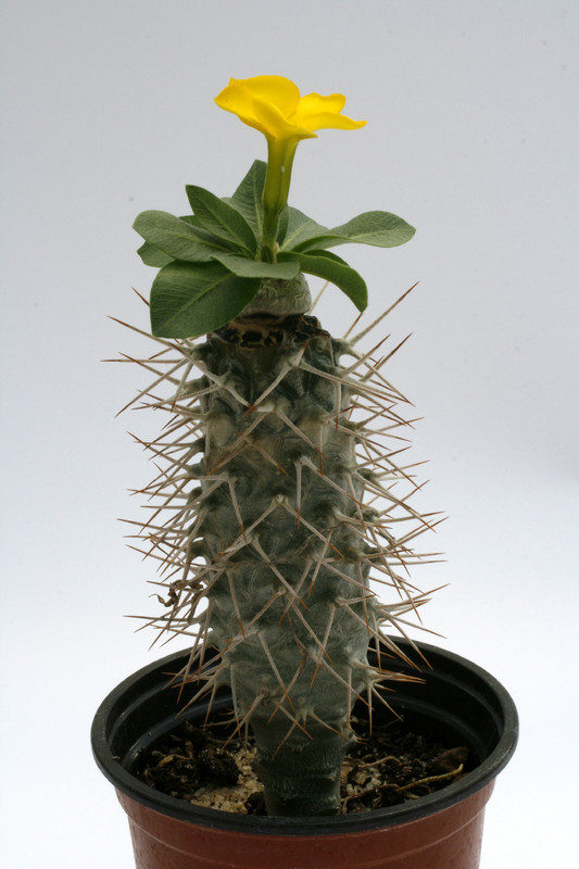 pachypodium brevicaule ve 0564