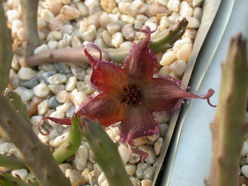 stapelia schinzii angolensis1