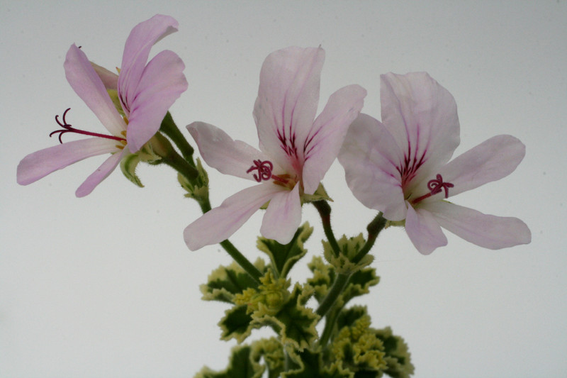 pelargonium crispum var 2445