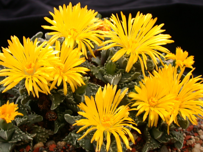 faucaria tuberculosa 3762