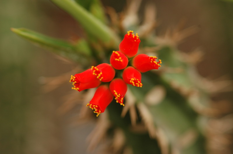 euphorbia vigueri 1077