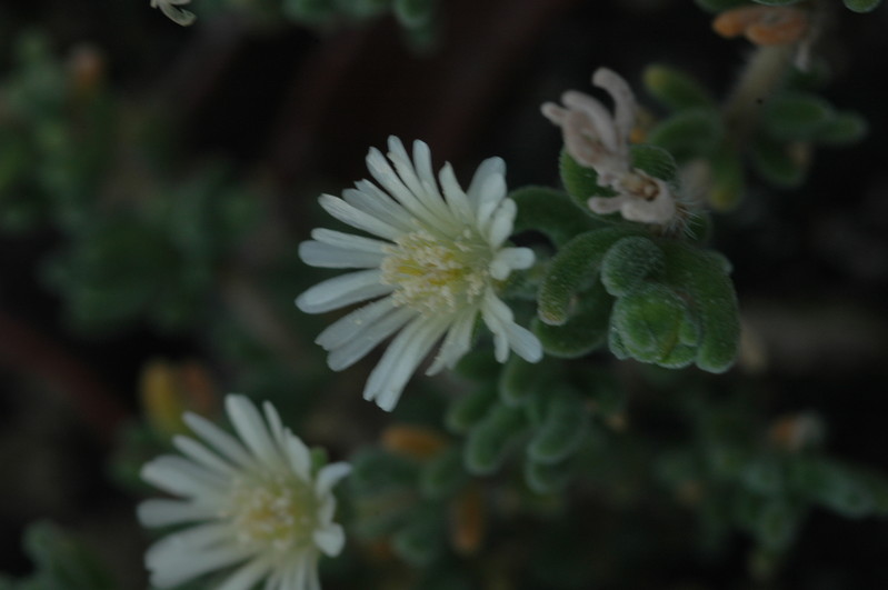 drosanthemum eburneum 1814