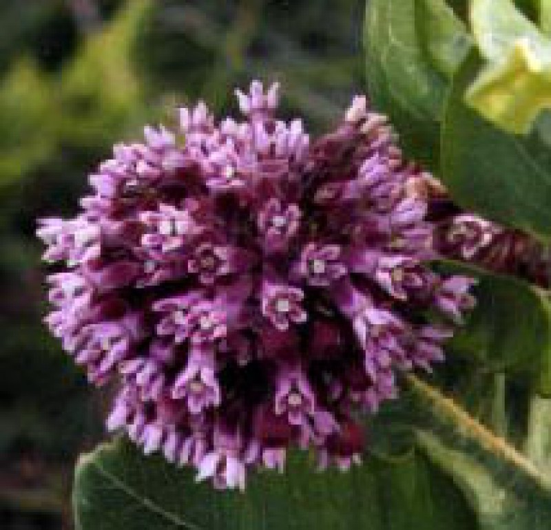 asclepias syriaca 00