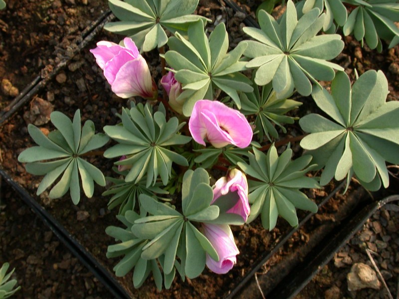 oxalis adenophylla4