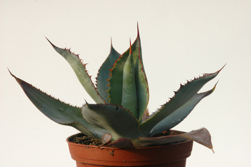 agave bovicornuta la oscta 8427