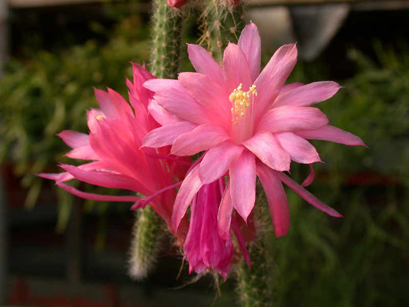 aporocactus flagriformis x02