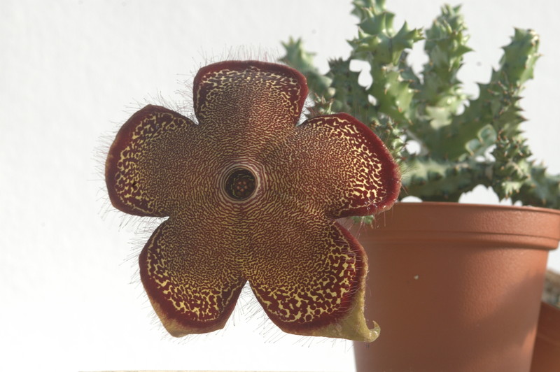edithcolea grandis 1730