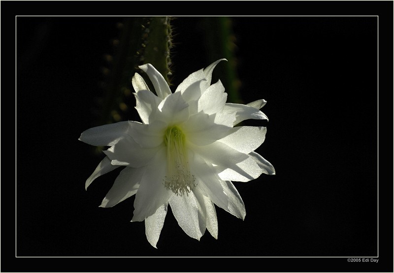 heliocereus speciosus amacamensis DAY6145 n8 H sp amacamensis