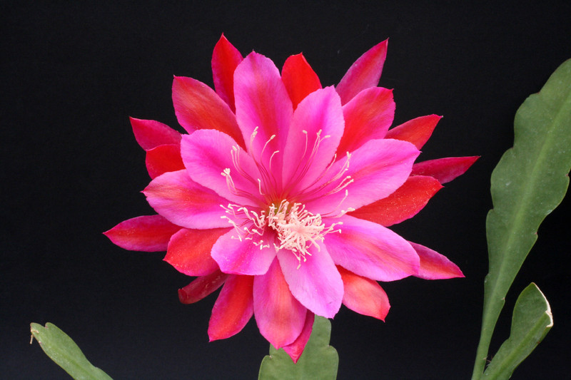 eh rosenfreude 69 9126
