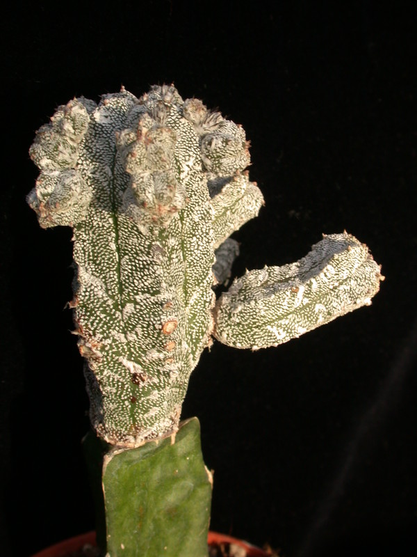 Astrophytum myriostigma 'Lotusland'