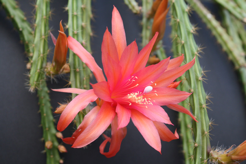 aporocactus sussex flame 1837