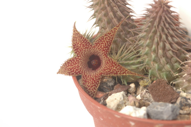 huernia pillansii 7