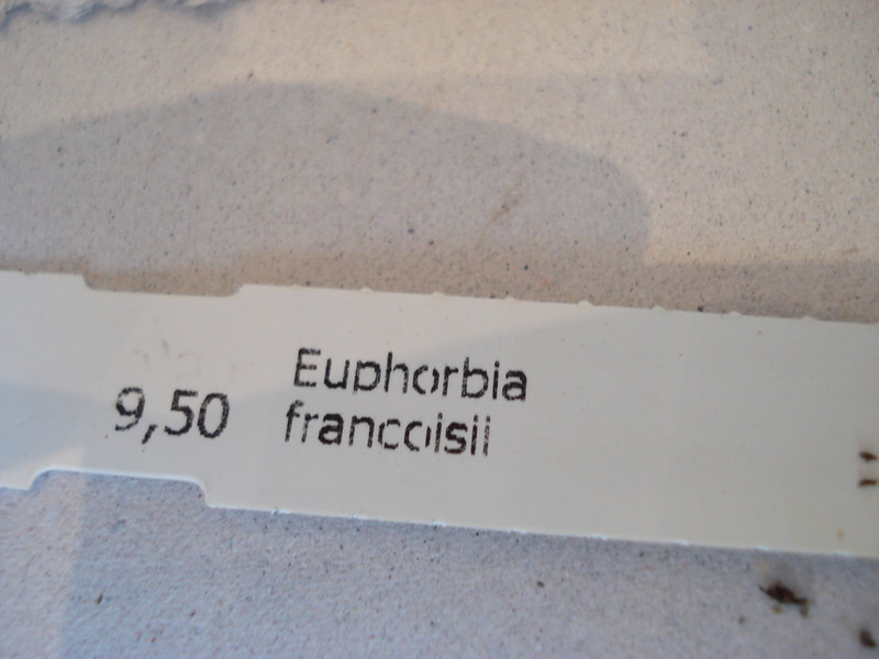 euphorbia francoisii 71