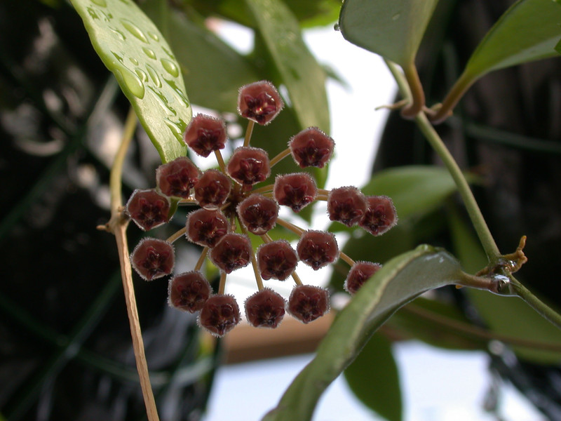 hoya sp molukken 3759 01