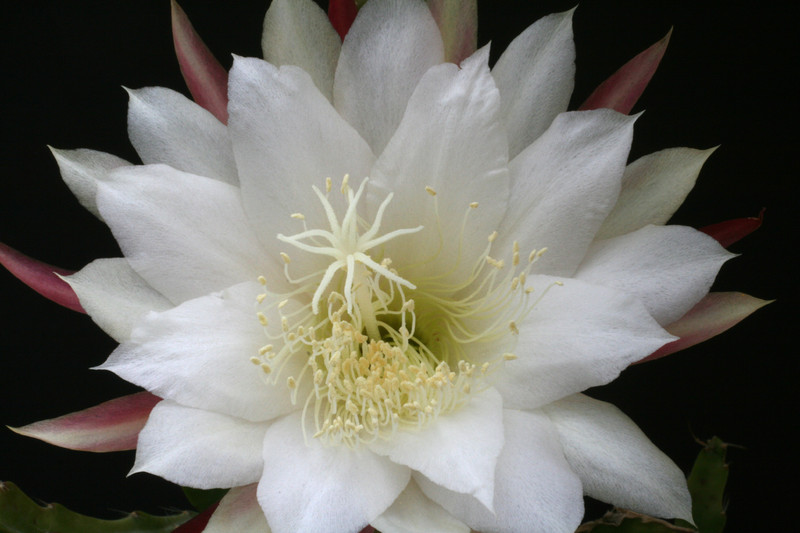 eh victoria regina 95 8586