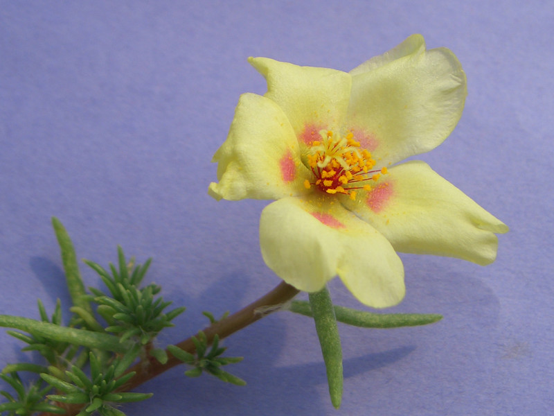 portulaca spec 1848