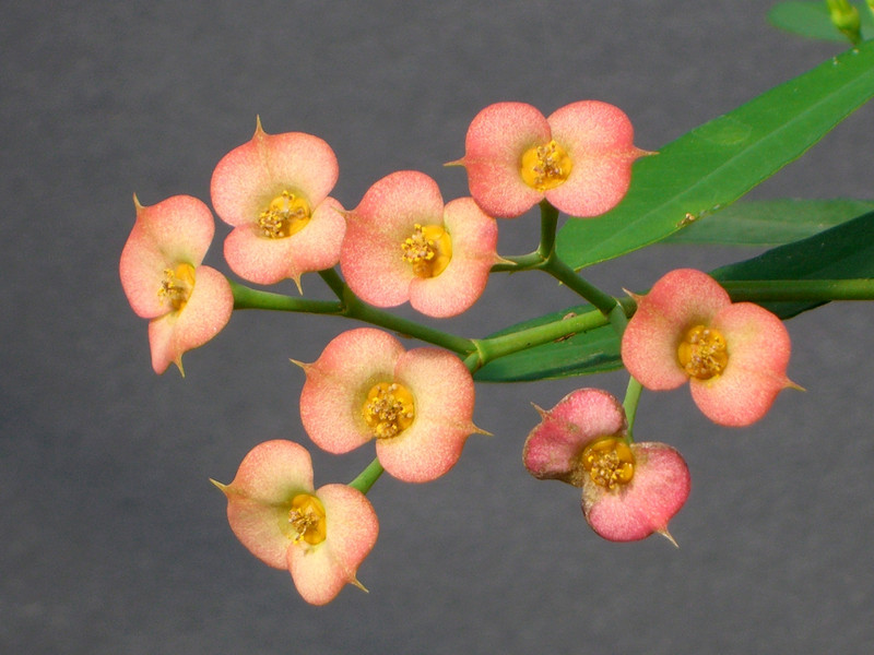 euphorbia genoudiana 0858