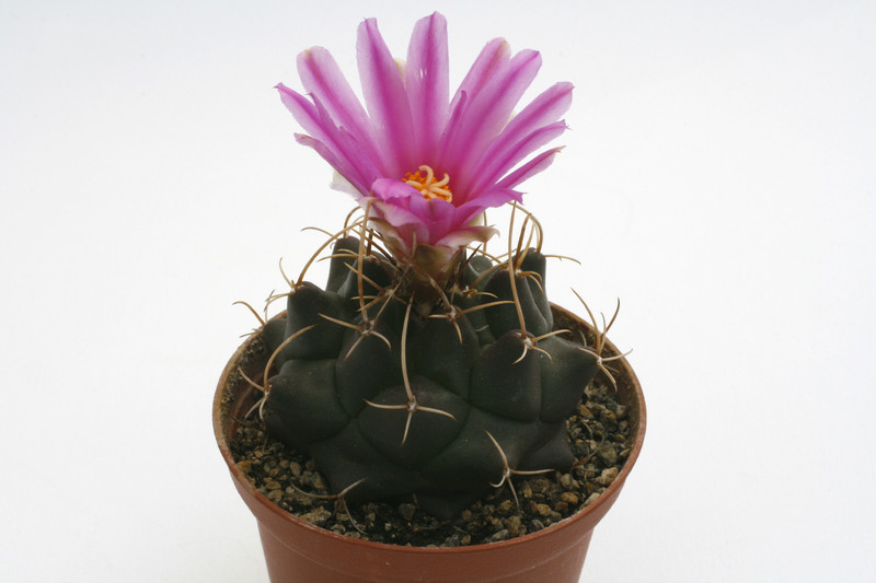 Thelocactus buekii