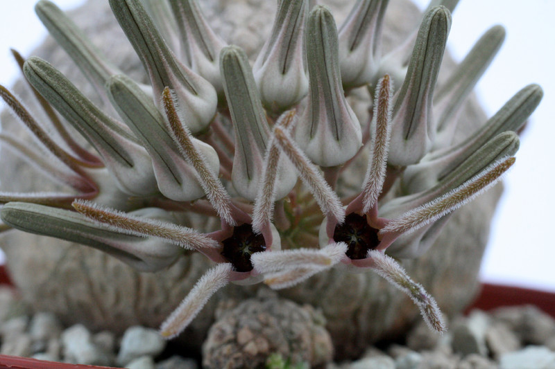 pseudolithos cubiformis 9823