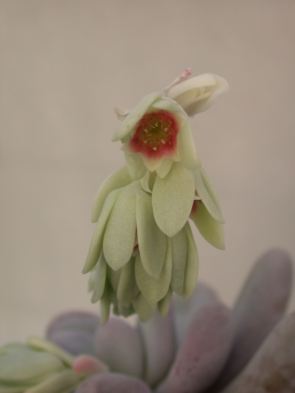 pachyphytum oviferum 28