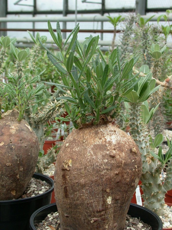 pachypodium succulentum 09