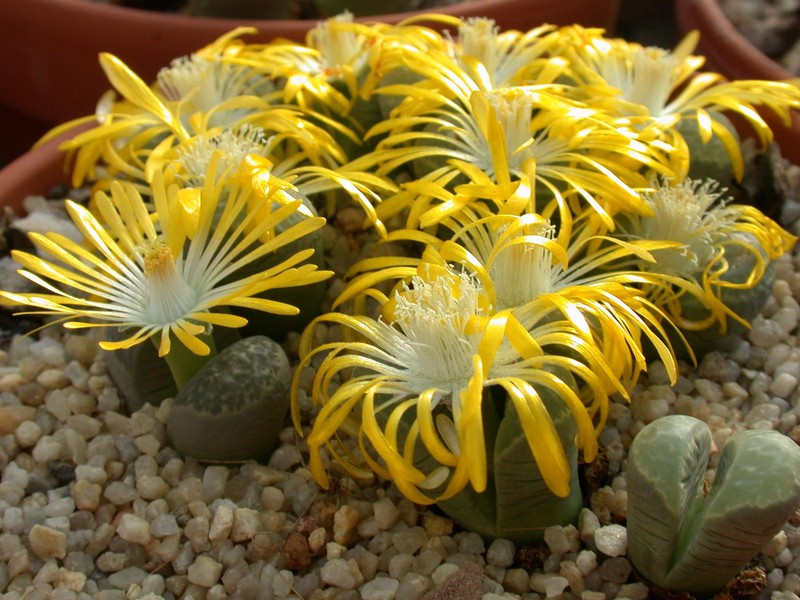 lithops helmuthii1