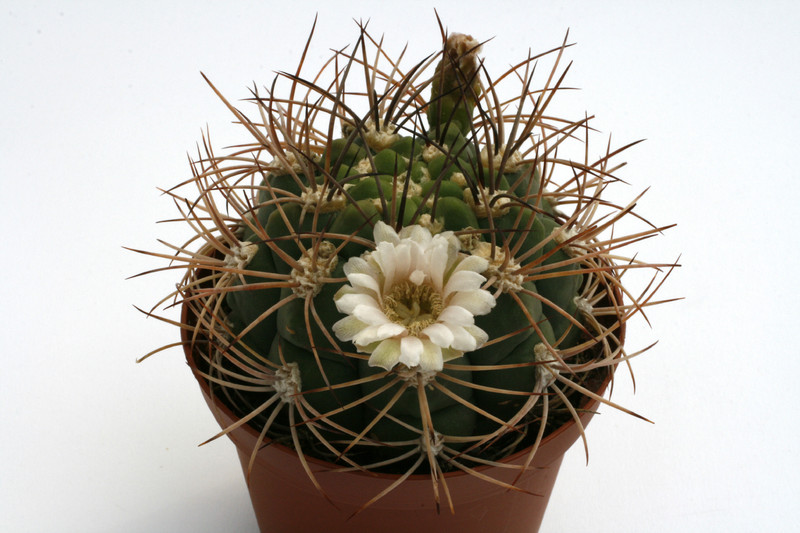 gymnocalycium tilcarense mg490 35 0125