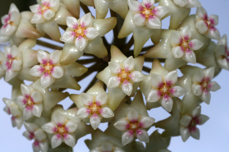 hoya acuta nova 2322