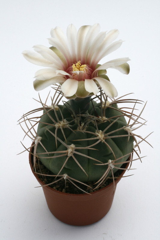 gymnocalycium nigriareolatum densispinum 9928