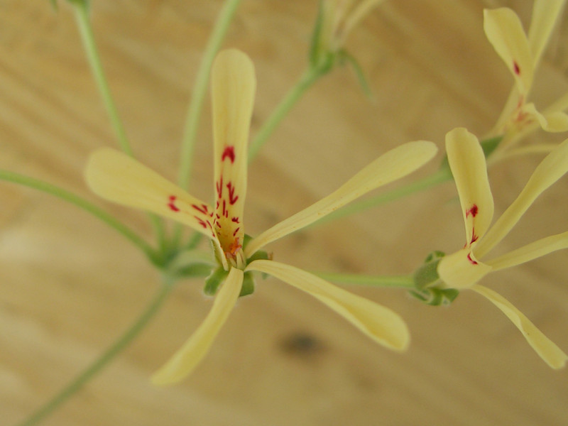 pelargonium trifoliatum folioatum 0511
