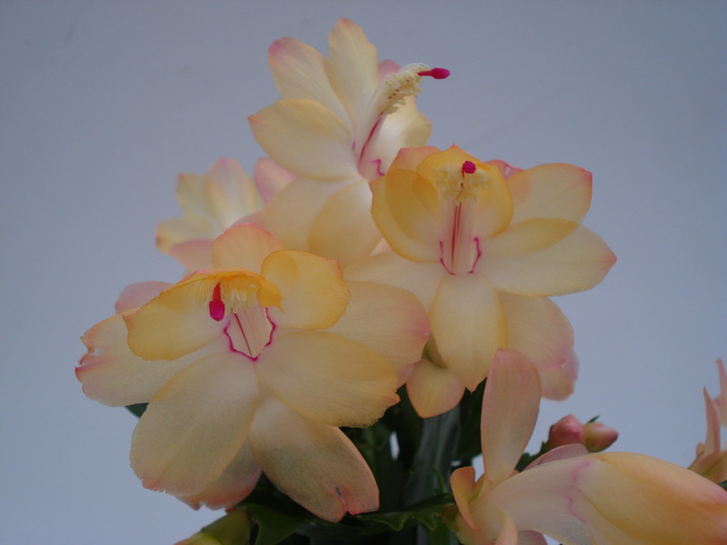 schlumbergera sol brazil 1602
