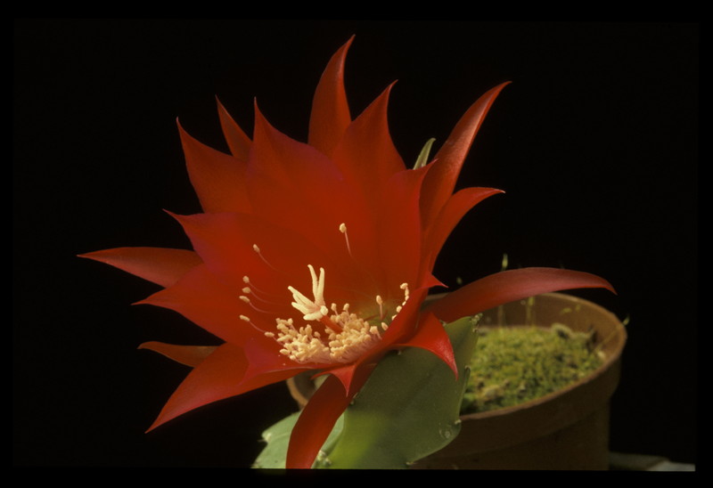 eh blume von hawaii 14 407