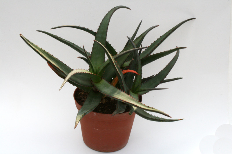 aloe alooides 6705