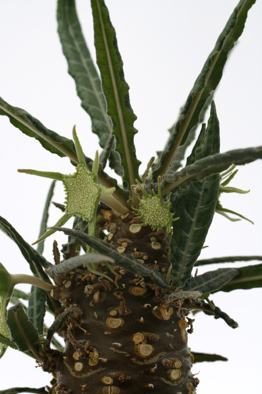 dorstenia lancifolia 0845
