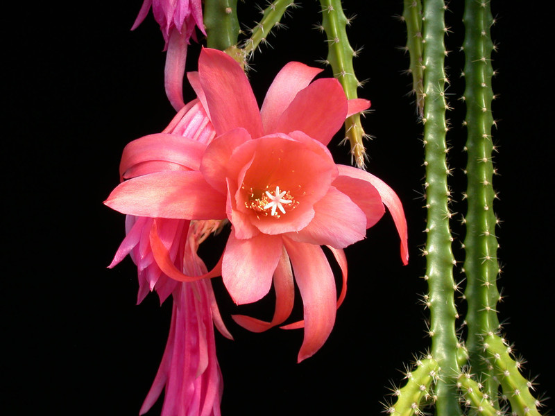 aporocactus sussex peach04