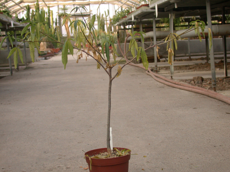 adansonia digitata 02