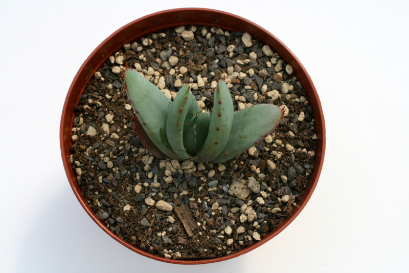 aloe peglerae 7684