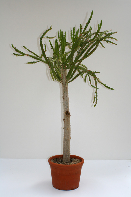 euphorbia grandidens 110cm 3655