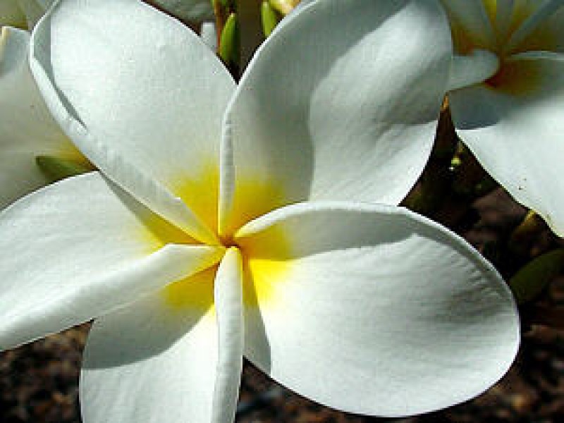 plumeria weiss