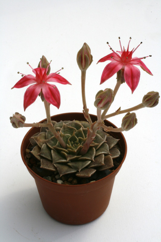 graptopetalum bellum 0267