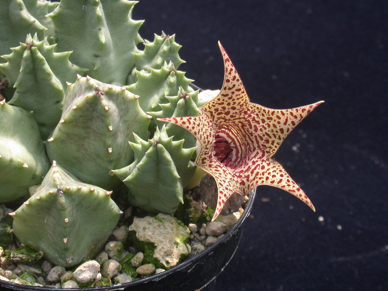 huernia piersii es3627 01