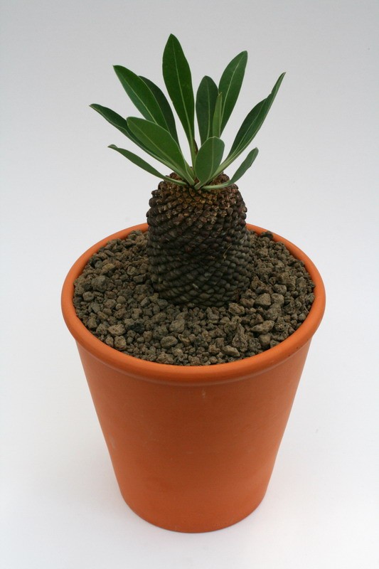 euphorbia bupleurifolia 9472 sm