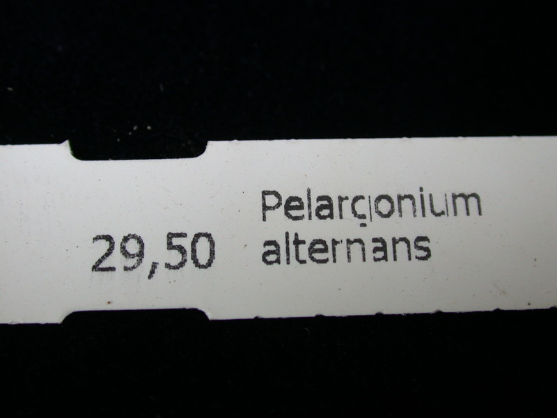 pelargonium alternans 987