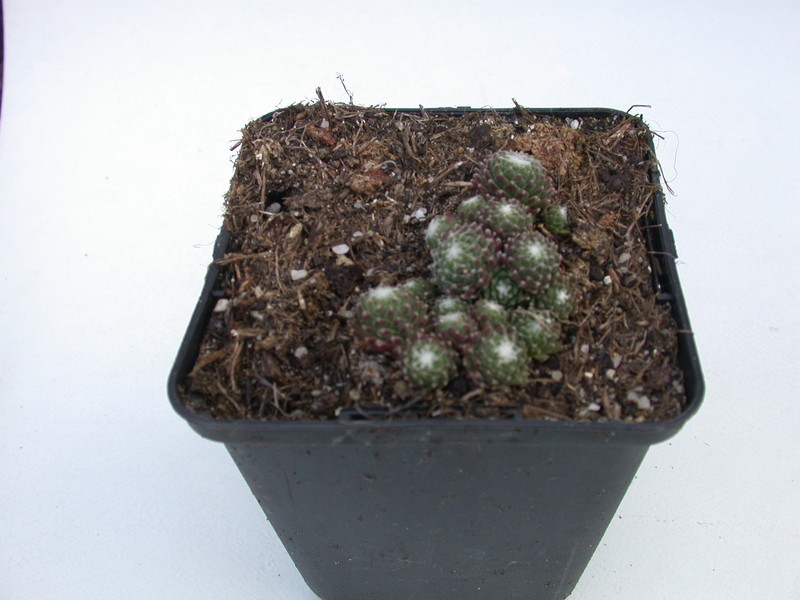 sempervivum silver cup 5759