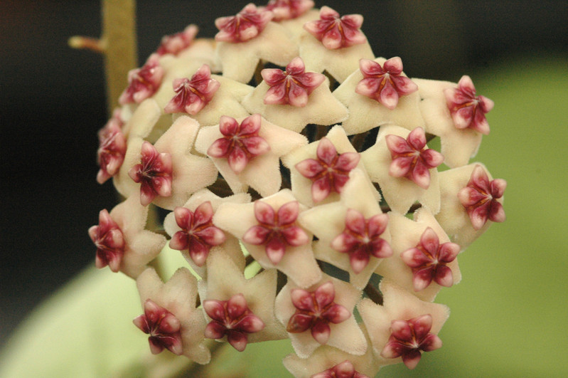 hoya obovata hort 03