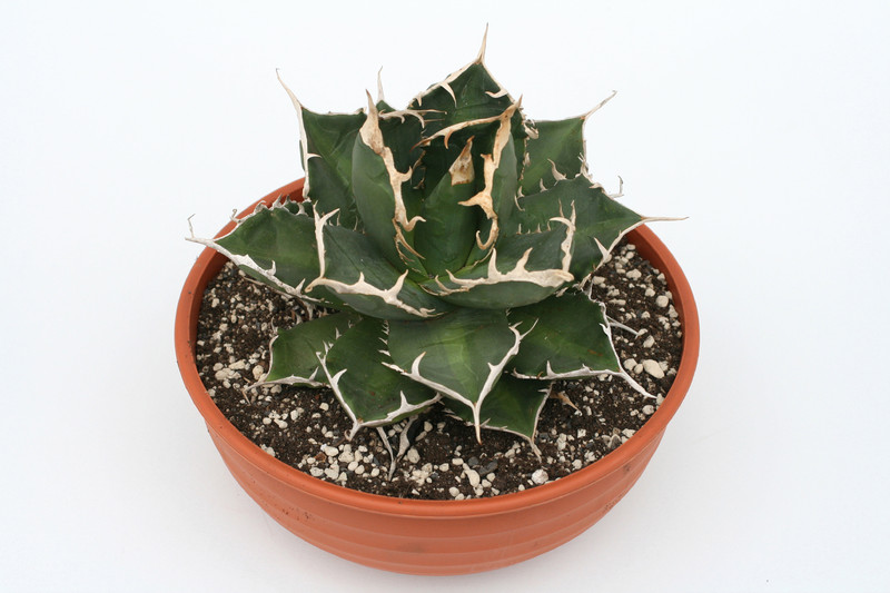 agave titanota weisse stacheln 3675